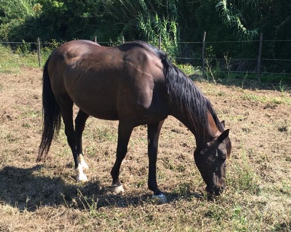 Italian Horse Protection ONLUS